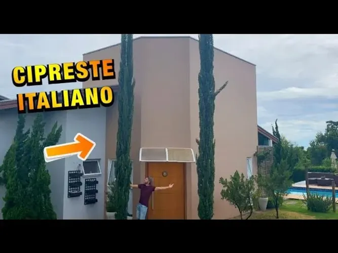 Muda Cipreste Italiano Legítimo Verdadeiro Ornamental Lindo 3.5 mt 
