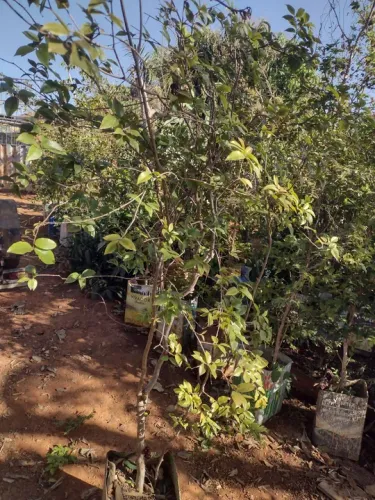 Jabuticaba produzindo 