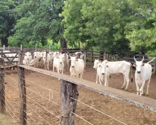 Fazenda 1.512 há, casa sede e de caseiro, nascentes, com acesso ao rio cipó.
