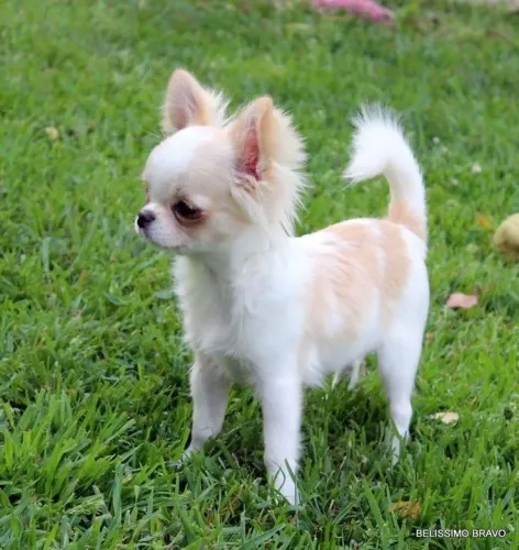Filhote de Chihuahua Fêmea e machinhos a pronta entrega