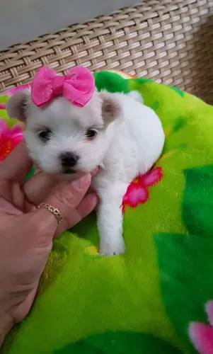 Maltês fêmea para reserva no padrão da raça. 