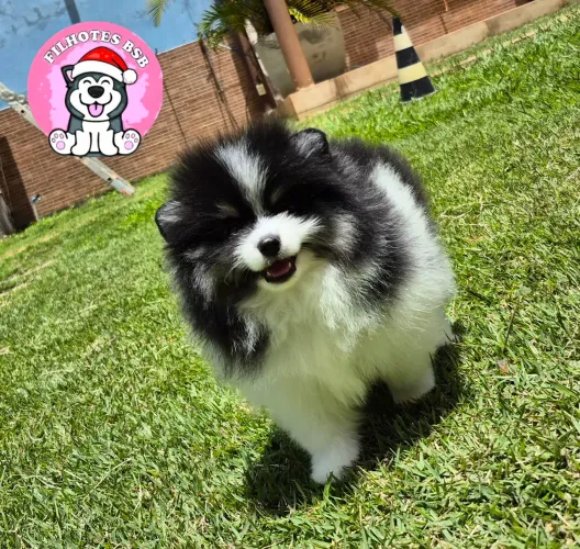 Spitz alemão- lulu da pomerania- pedigree - 10x sem juros