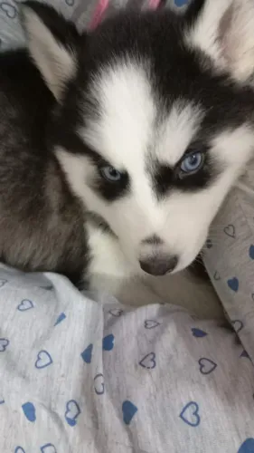 Husky - beleza e energia!