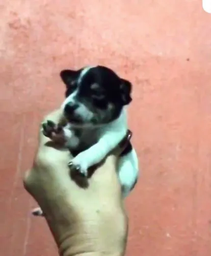 Pinscher 00 MACHO BRANCO/PRETO (DISPONÍVEL P/RESERVA)