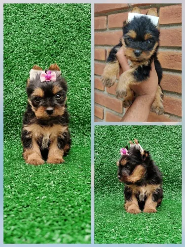 Filhote de Yorkshire Terrier - mini Lindos e Carinhosos!