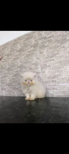 Filhote de gato persa macho