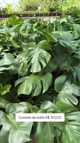 Costela de Adão - Planta de Interior