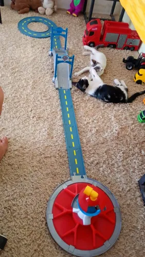 Pista patrulha canina 