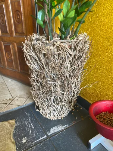 Planta com vaso de madeira