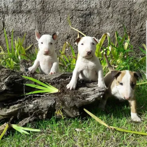 Bull Terrier ingles Fazemos criação profissional, com todo empenho, carinho e Amor