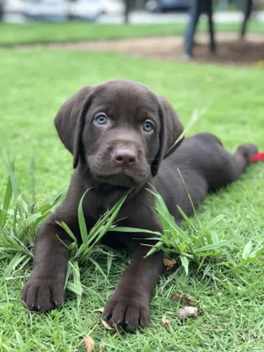 labrador chocolate disponivel no caieiras kennel