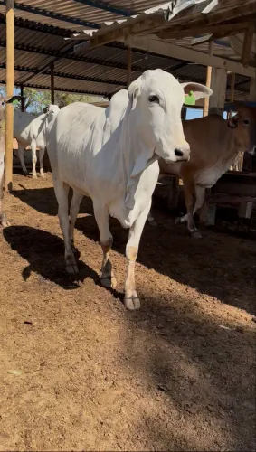 Novilhas Nelore e anelorada 