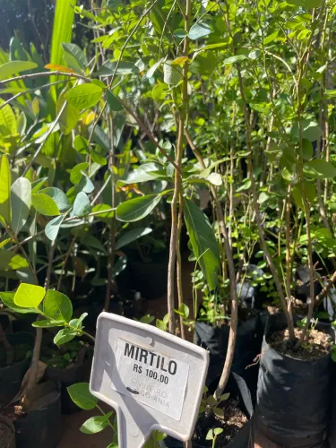 Muda de Mirtilo 