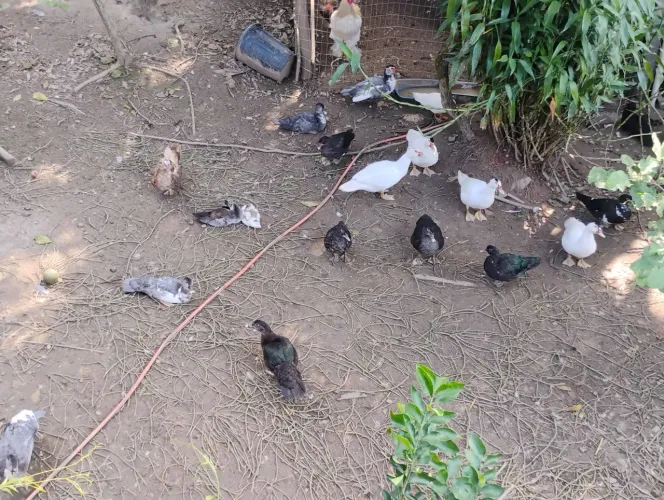 Vendo patos