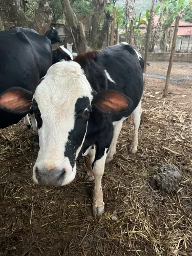 Bezerro a venda