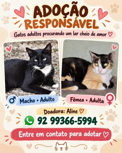 Gatinhos para adoção