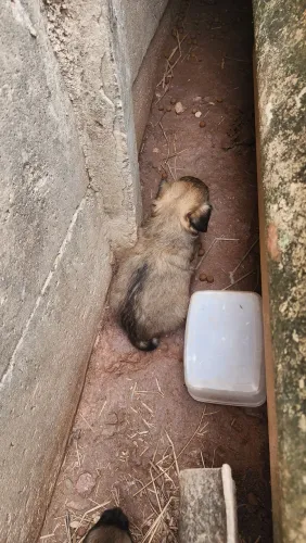 Doa-se filhote de cachorro raça pequena pra média