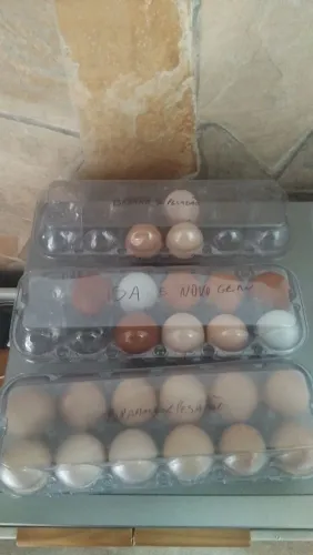 Ovos Galdos Ferteis Para Chocar