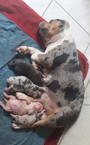 American Bully fêmea Pokte merley com pedigree 