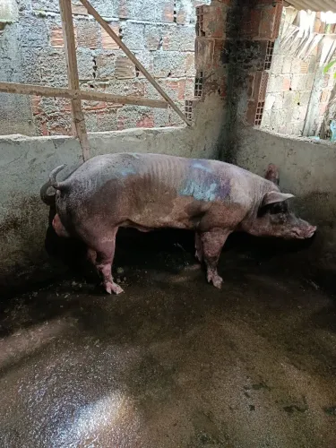 Porco a venda
