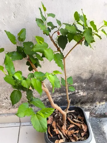Muda de amora gigante portuguesa