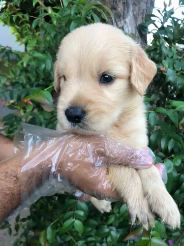 Golden retriever!! Filhotes liberado , aposto que sua família vai amar
