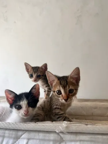 gatinhos para adoção 