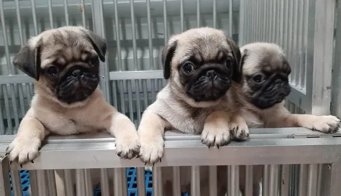 Filhote de cachorro pug super dócil e pronto para o lar saudável