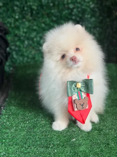 Lulu da pomerania 