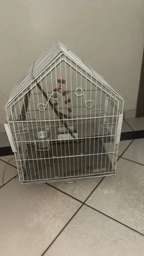 Gaiola grande com brinquedo