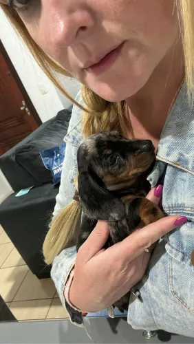 Dachshund mini somente um machinho dois meses
