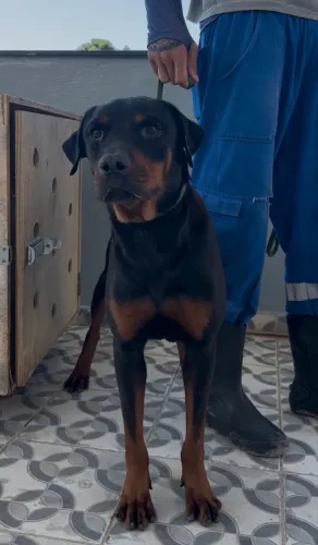 ROTTWEILER MACHO DOAÇÃO