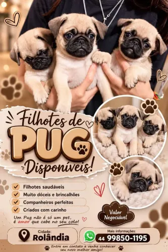 Últimos filhotes! Essa vc não pode perder