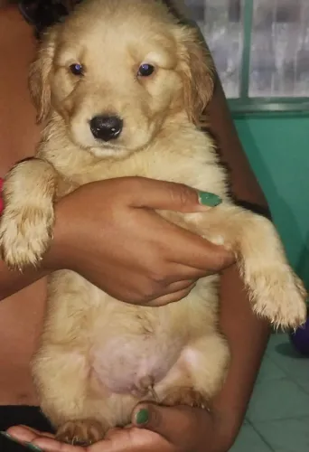 Filhotes de Golden Retriever