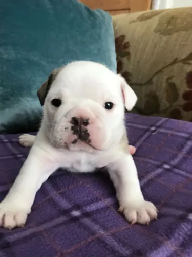 Bulldog Inglês,Bulldog Inglês Filhote Vacinado e Vermifugado