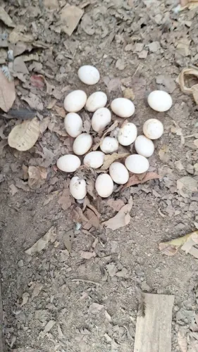Ovos de Marreco