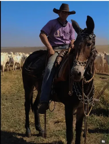 2 mulas e um burro a venda