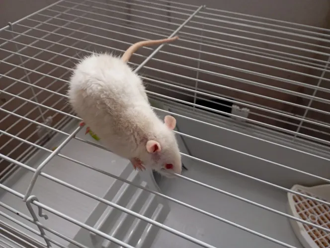 Rato Twister + Gaiola completa