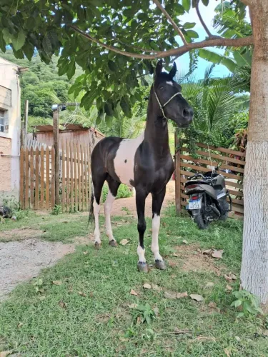 Cavalo Pra Vender, Mangalarga Marchador...