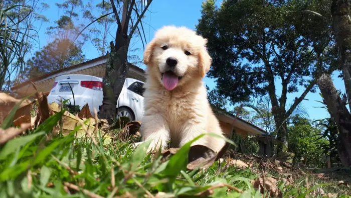 Golden Retriever documentos de Pureza