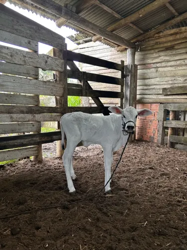 Terneirinha Nelore com Brahma