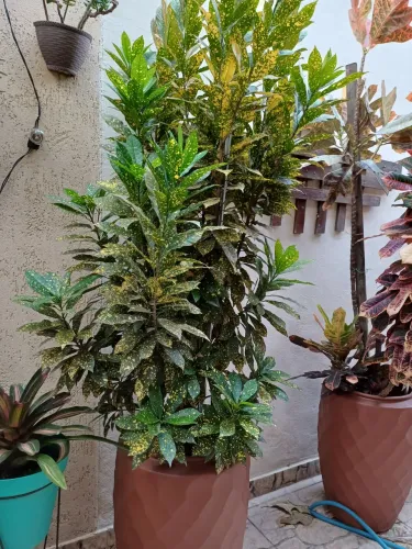 Croton