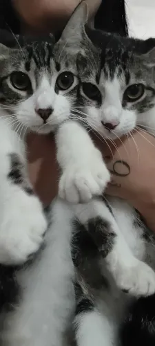 Adoção Responsável 