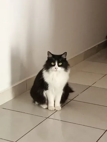Doação de gato castrado fêmea 