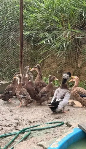 marreco pompom OPORTUNIDADE
