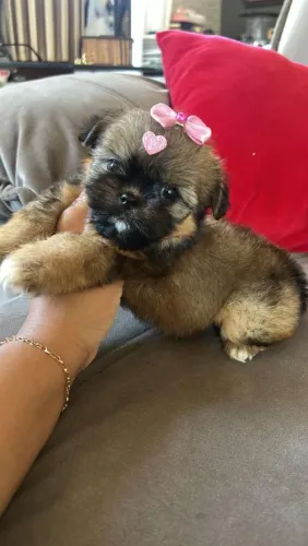 Shih Tzu Mini maravilhosa
