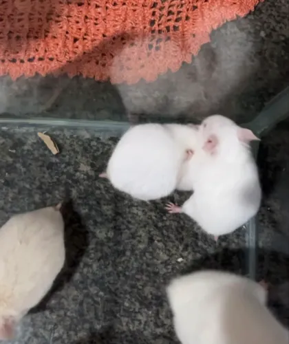 Hamster