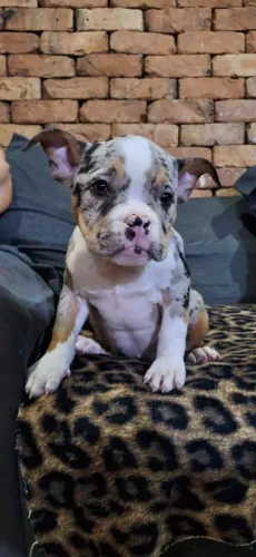 American Bully