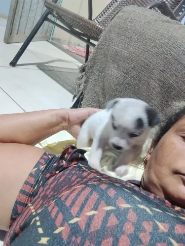 vendo cachorrinha fêmea