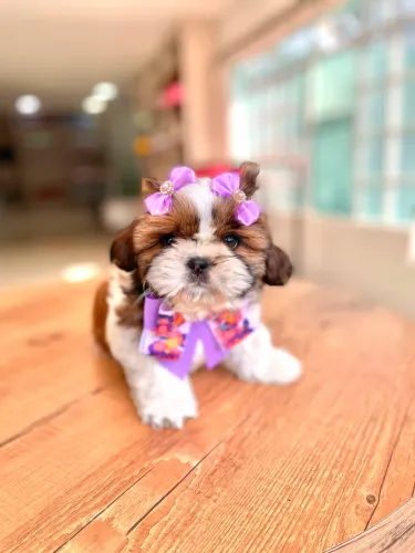 Shih tzu fêmea